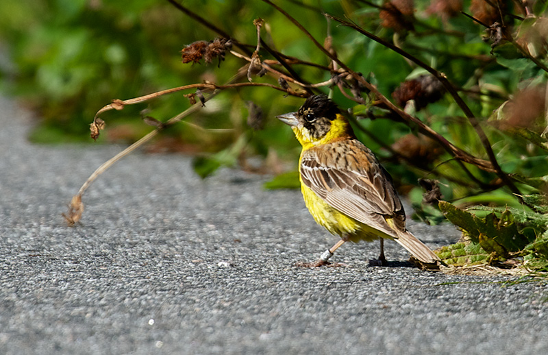 Svarthodespurv - Black-headed Bunting (Emberiza melanocephala).jpg